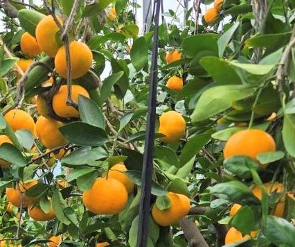 蒲郡 温州みかん