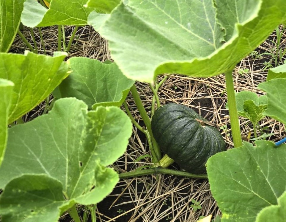 信濃町産カボチャ