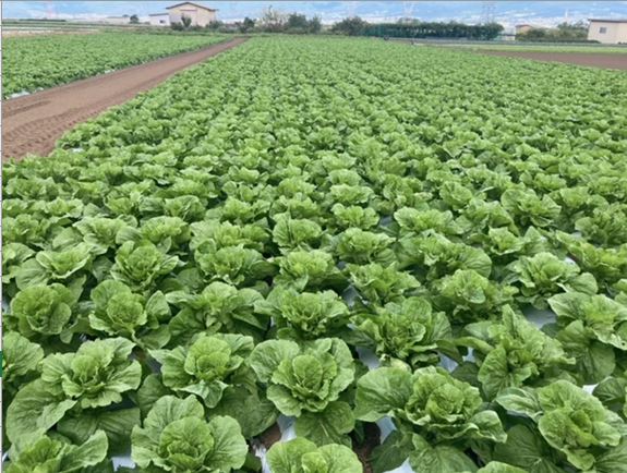 野菜農地の視察